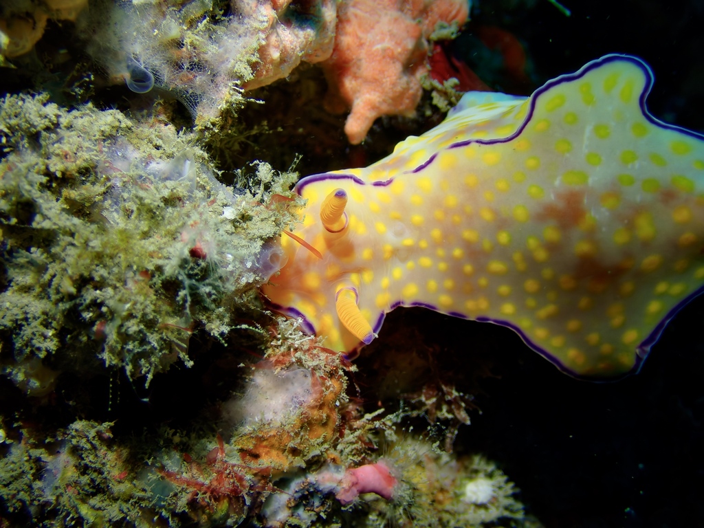 T-bar Pantechnicon Dorid