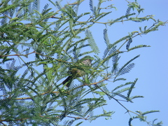 Pyrocephalus rubinus