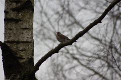 Turdus pilaris