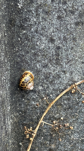 Garden Snail