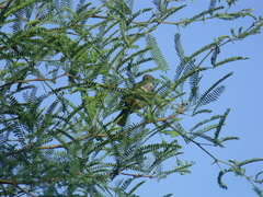 Pyrocephalus rubinus