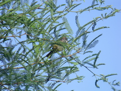 Pyrocephalus rubinus