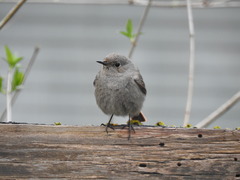 Phoenicurus ochruros