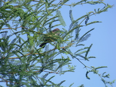 Pyrocephalus rubinus