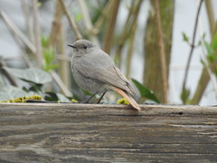 Phoenicurus ochruros