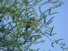 Pyrocephalus rubinus