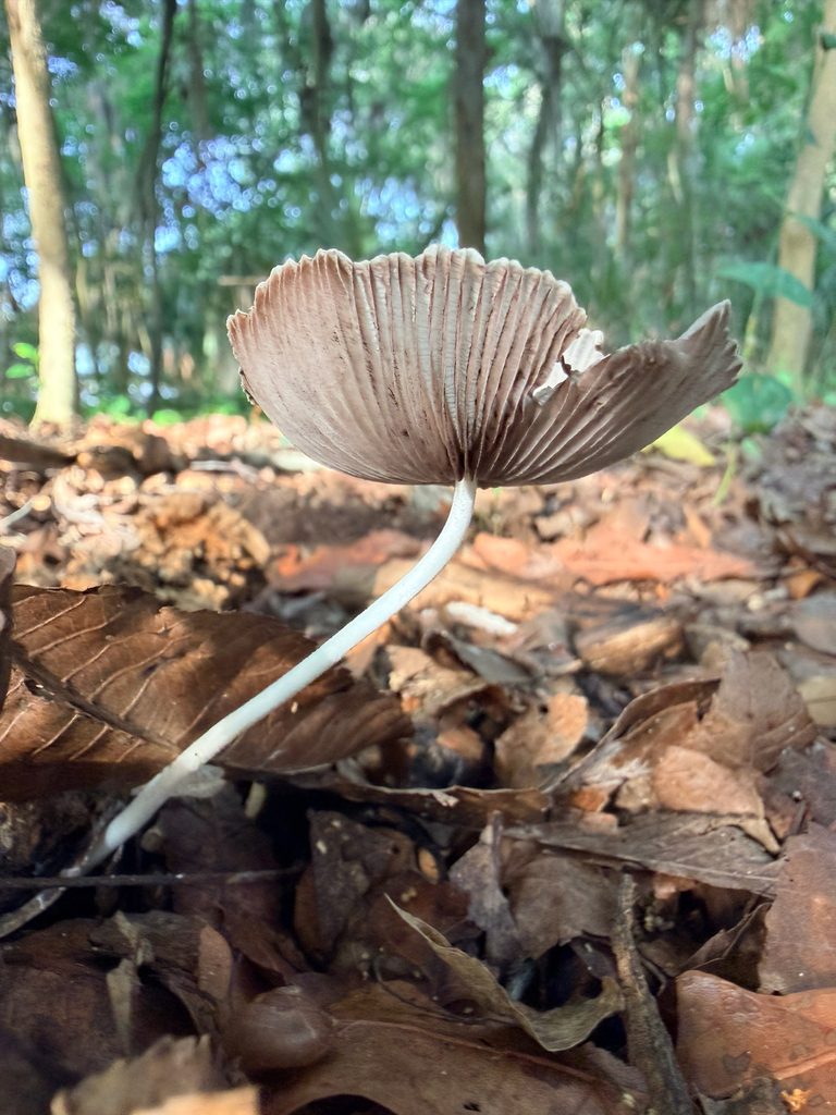 Coprinellus aureogranulatus · May 2026 · photo: Photo: (c) Melissa Meadows, some rights reserved (CC BY) · iNaturalist