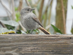 Phoenicurus ochruros