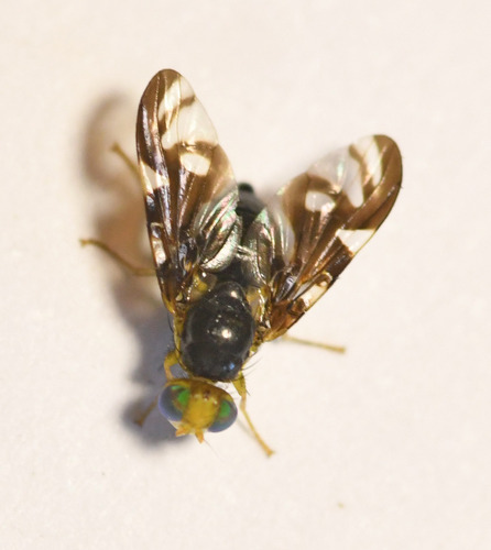 Celery Fly
