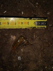 Scolopendra cingulata