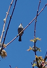 Thryomanes bewickii