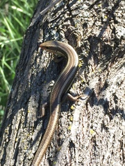 Plestiodon skiltonianus interparietalis