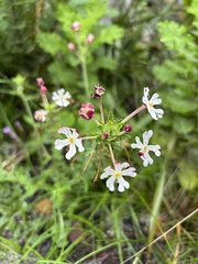 Zaluzianskya capensis, photograph (c) Caroline Voget, some rights reserved (CC BY)