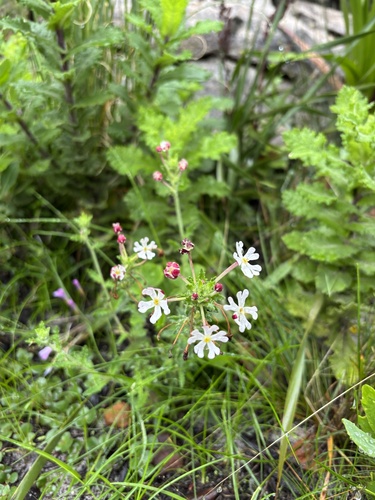 Zaluzianskya capensis, photograph 3