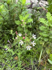Zaluzianskya capensis, photograph (c) Caroline Voget, some rights reserved (CC BY)