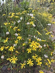 Senecio burchellii, photograph (c) Caroline Voget, some rights reserved (CC BY)
