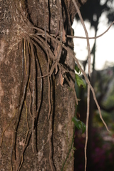 Dendrobium macrostachyum