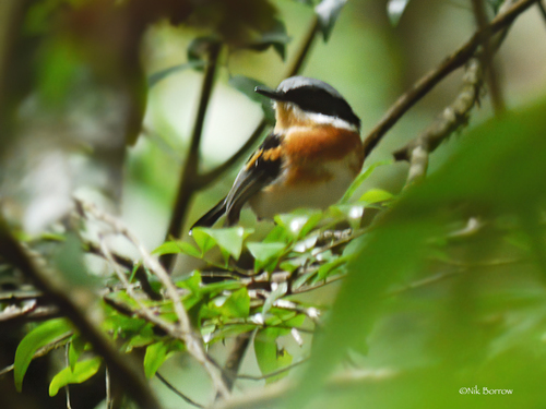 Subspecies Batis dimorpha sola · iNaturalist