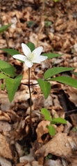 Anemonoides trifolia