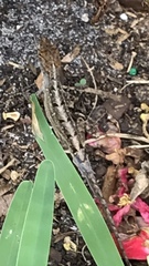Anolis sagrei