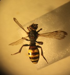 Nomada leucophthalma