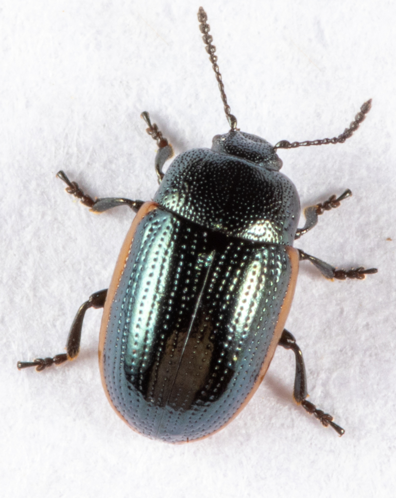 Prasocuris glabra