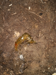 Scolopendra cingulata