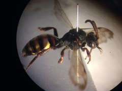 Nomada leucophthalma