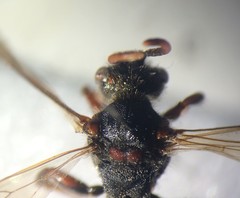 Nomada leucophthalma