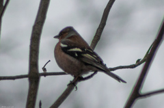 Fringilla coelebs