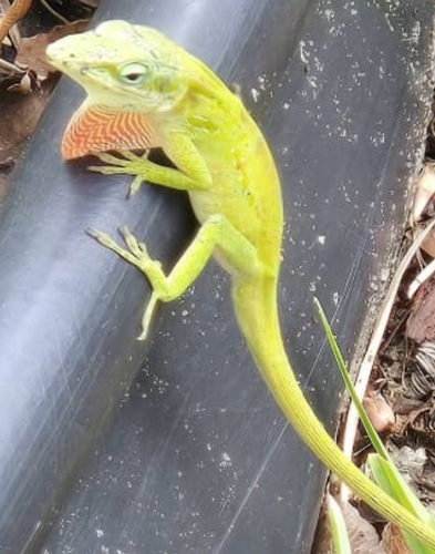 Green Anole