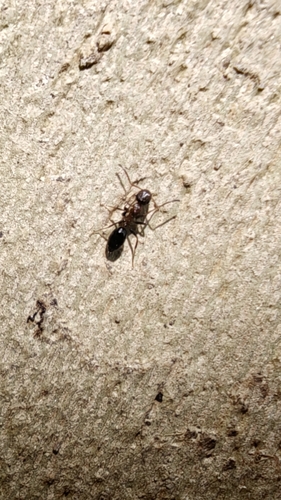 European Gate-keeper Ant