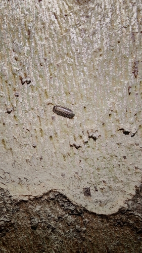 Bristly Millipede