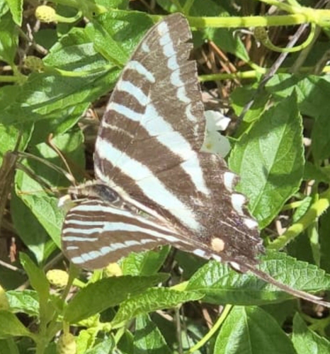 Zebra Swallowtail