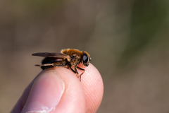 Cheilosia grossa