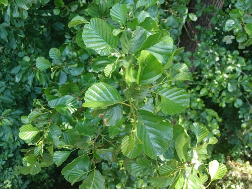 common alder