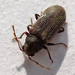 Deathwatch, Spider, and Wood-borer Beetles - Photo (c) Mick Talbot, some rights reserved (CC BY)