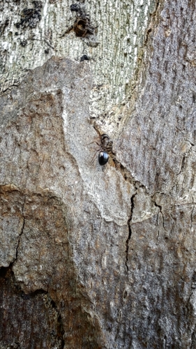Four-Spotted Odorous Ant