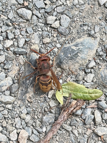 European Hornet