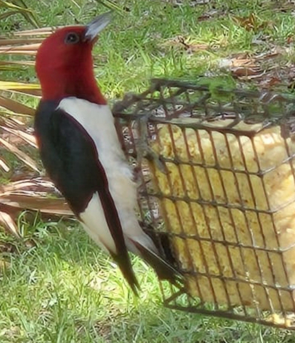 Red-headed Woodpecker