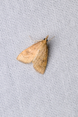 Celery Leaftier Moth