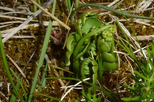 common moonwort