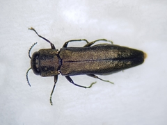 Agrilus angustulus