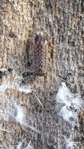 Acaeroplastes melanurus