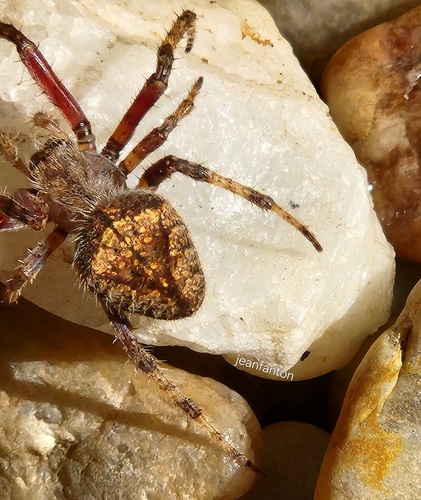 Eriophora edax