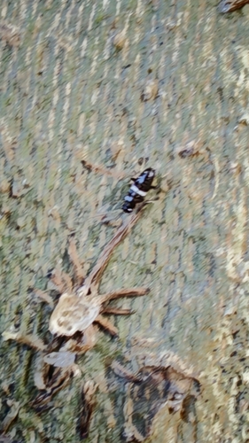 Variable Cockroach