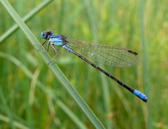 Argia alberta