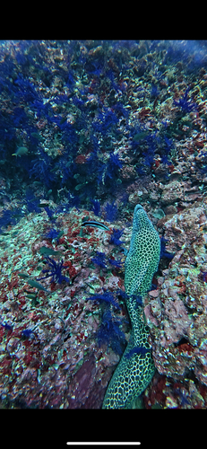 Laced Moray