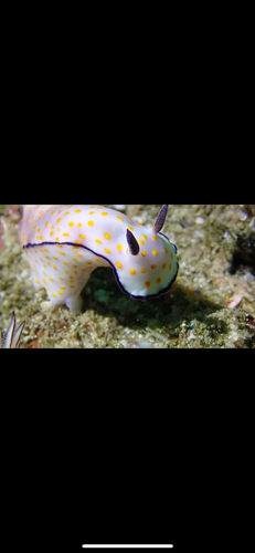 Beautiful Hypseldoris