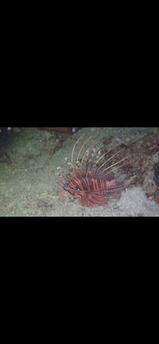 Spotfin Lionfish